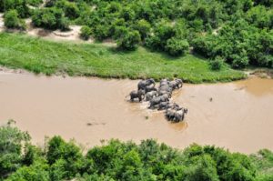 Les éléphants traversent la rivière Ishasha 