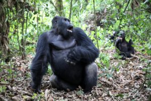 Chimanuka, gorille des plaines de l'est - Parc de Kahuzi-Biega